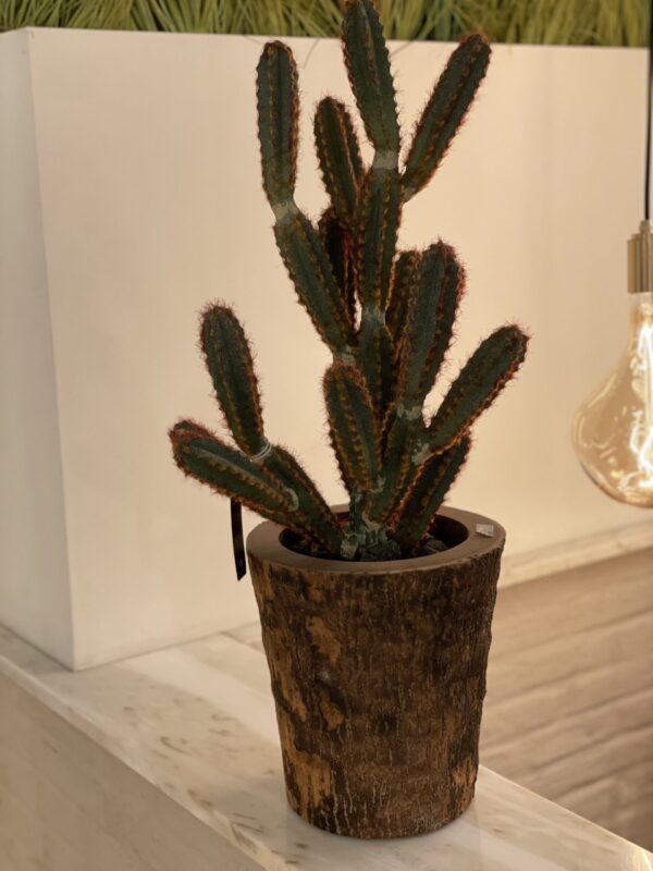 Cactus + pot